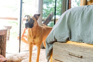 A dog standing indoors near a wooden bench and a window. - Stunning Pet-Friendly Treehouse for Relaxing Glamping Retreats in North Carolina (Cantón)