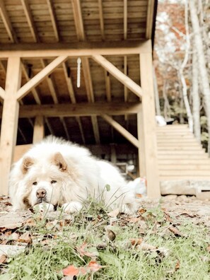 A large white dog lying on the ground in front of a wooden structure with a roof. - Stunning Pet-Friendly Treehouse for Relaxing Glamping Retreats in North Carolina (Cantón)