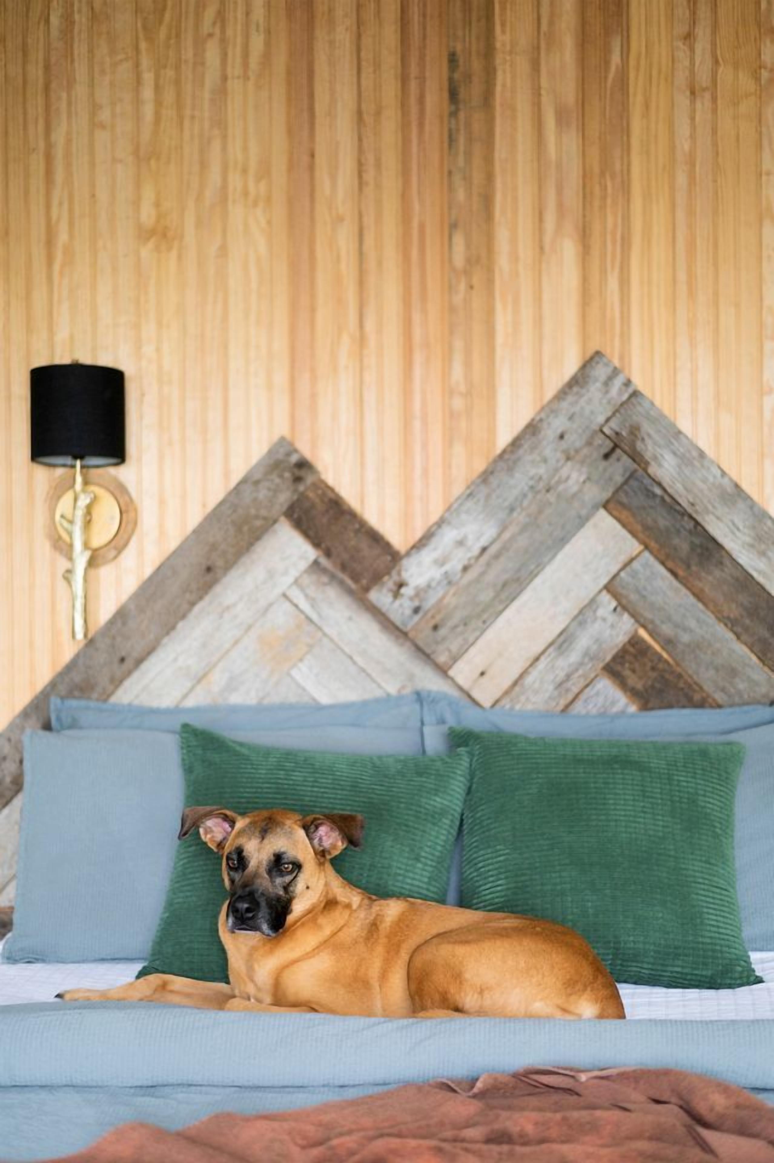 A bed with a dog, a wooden wall, and a lamp.