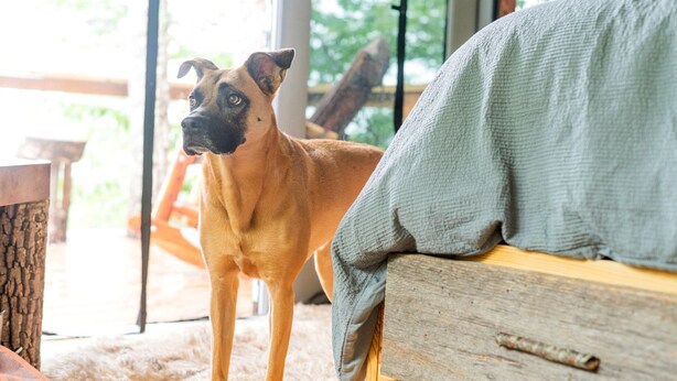 A dog standing indoors near a wooden bench and a window. - Stunning Pet-Friendly Treehouse for Relaxing Glamping Retreats in North Carolina (Cantón)