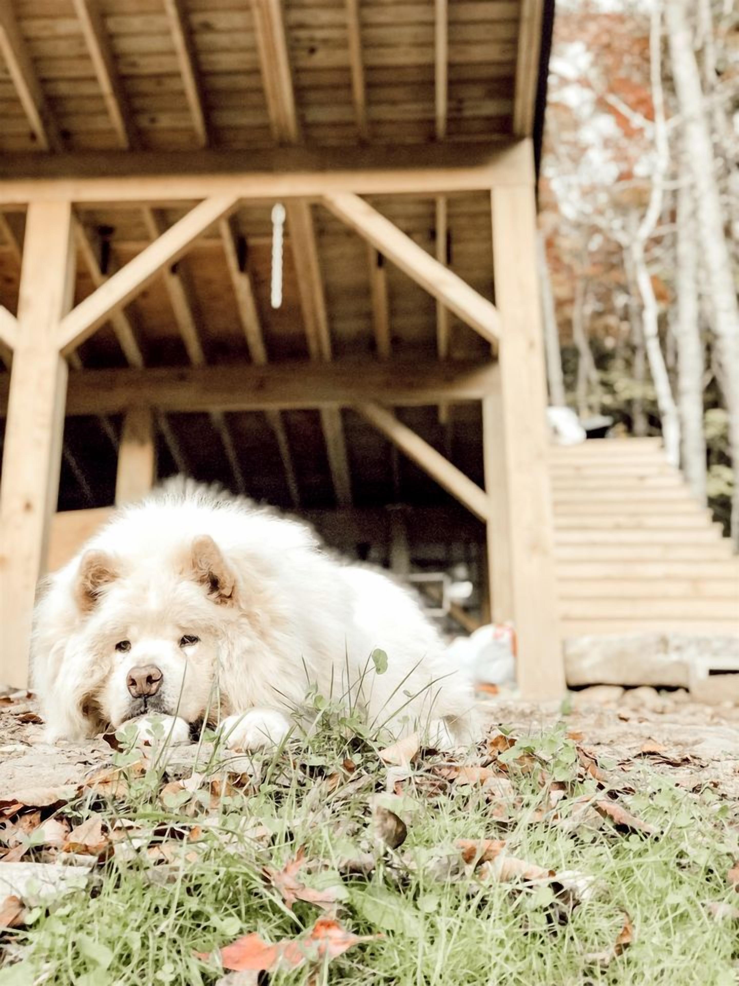 A large white dog lying on the ground in front of a wooden structure with a roof.