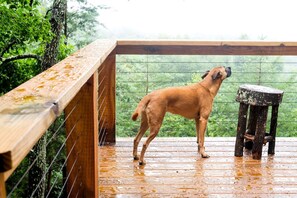 A dog standing on a wooden deck with a metal railing and a small stool.