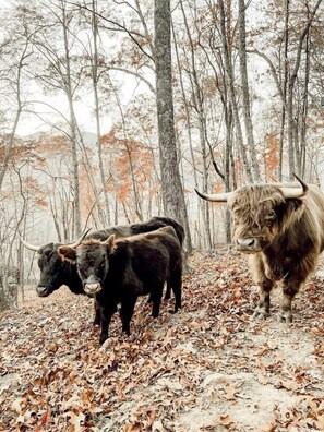 Escena de bosque con dos toros y un ciervo.