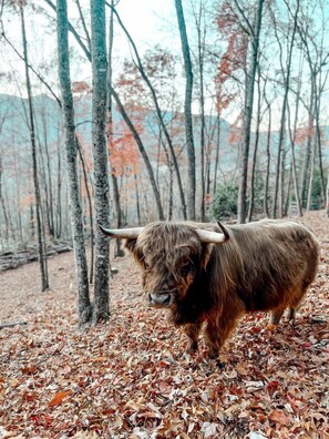 Un yak en un bosque con suelo cubierto de hojas.