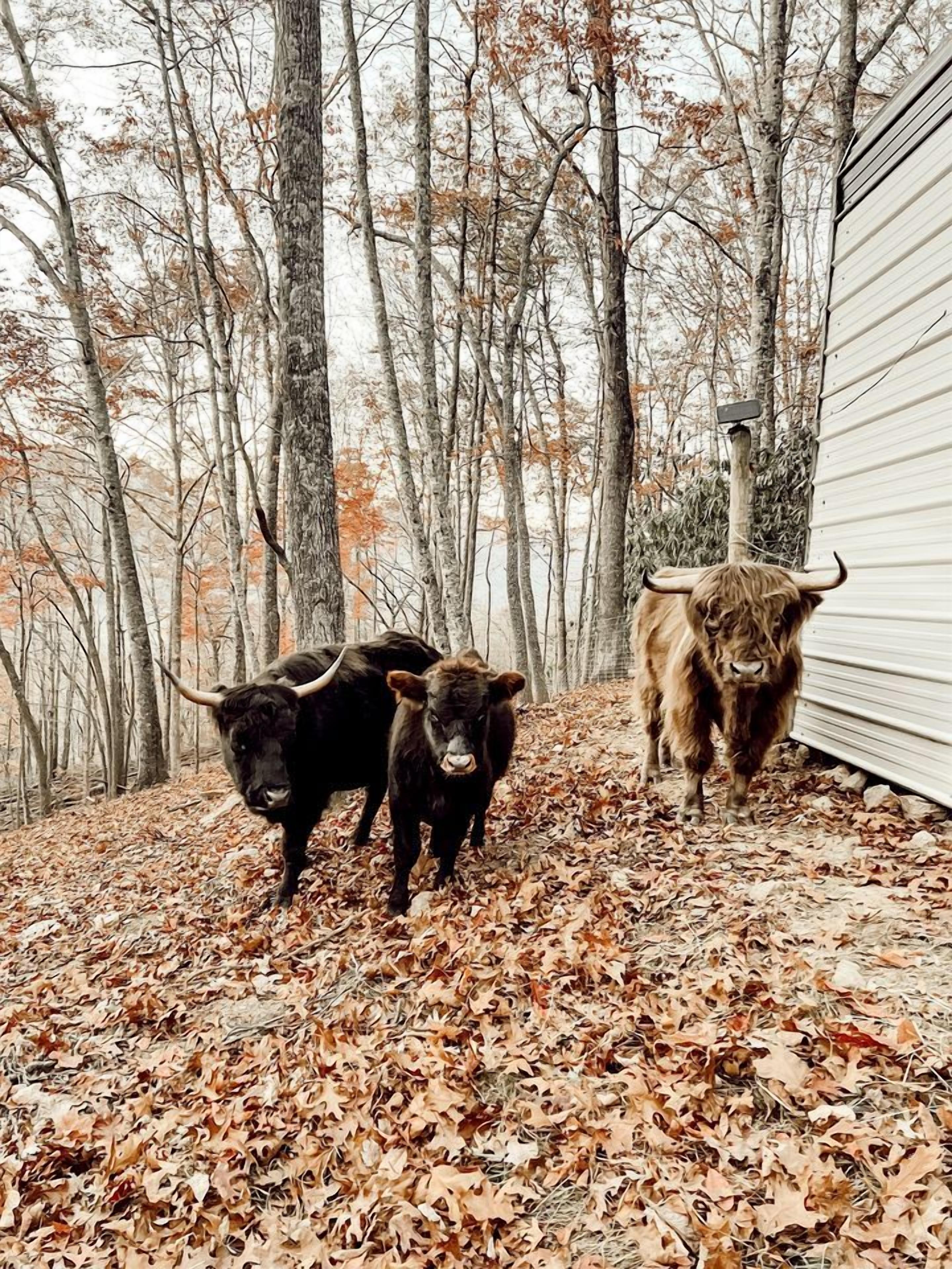 Two bulls standing on a leaf-covered ground with trees in the background.