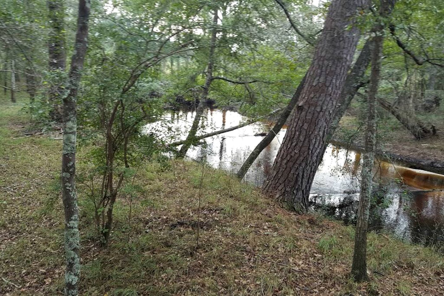 Et skovområde med en lille å, omgivet af træer og naturlig vegetation.
