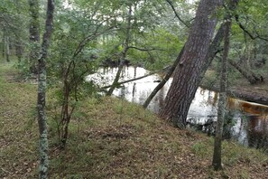 Uma área arborizada com um pequeno riacho, cercada por árvores e vegetação nativa.