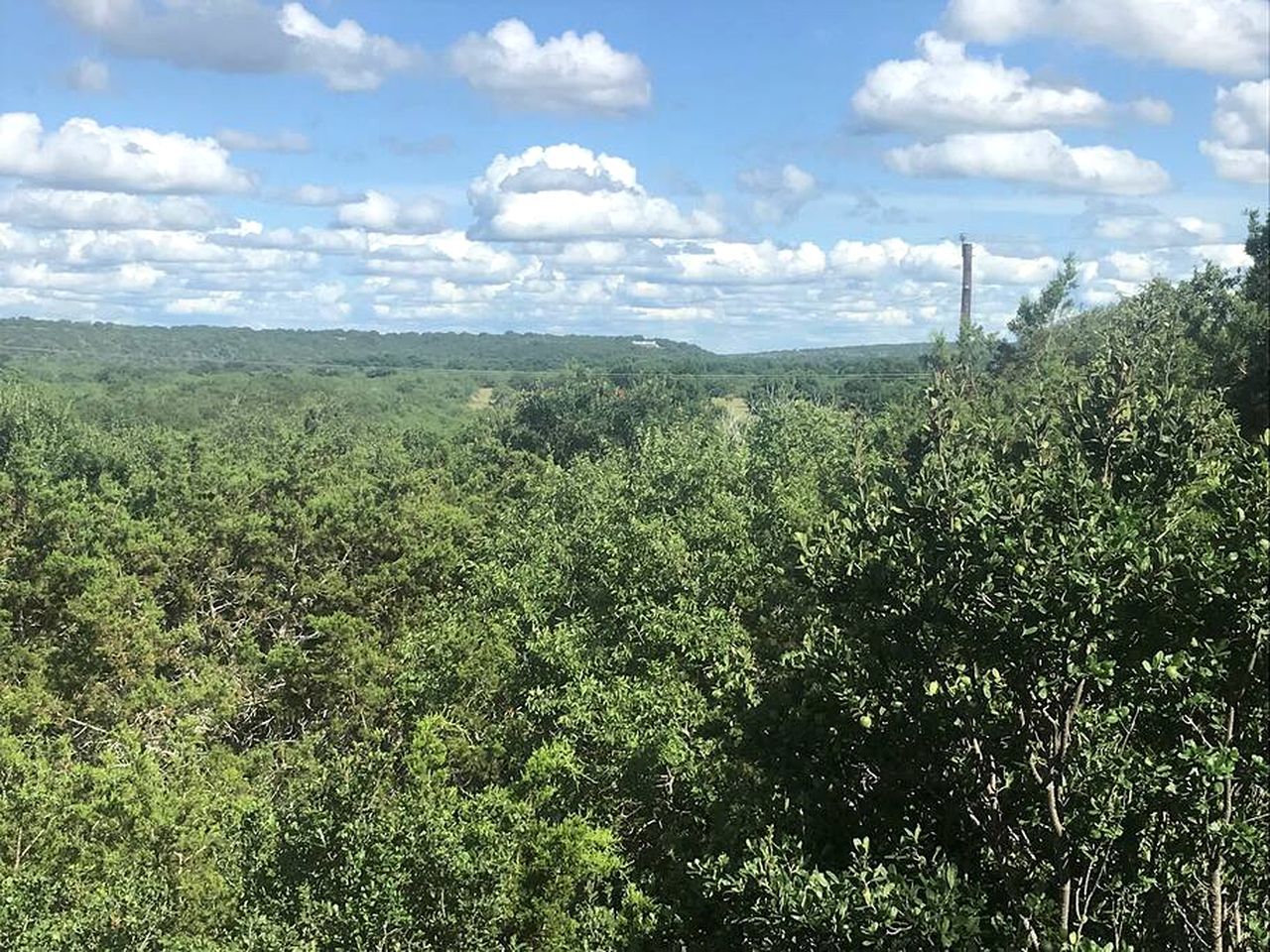 Un bosque tupido con cielo despejado y una torre distante.