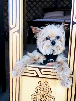 السماح باصطحاب الحيوانات الأليفة