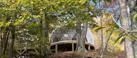A treehouse with a dome roof, surrounded by forest.