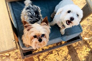 السماح باصطحاب الحيوانات الأليفة