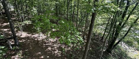 A forested area with a wooden deck.