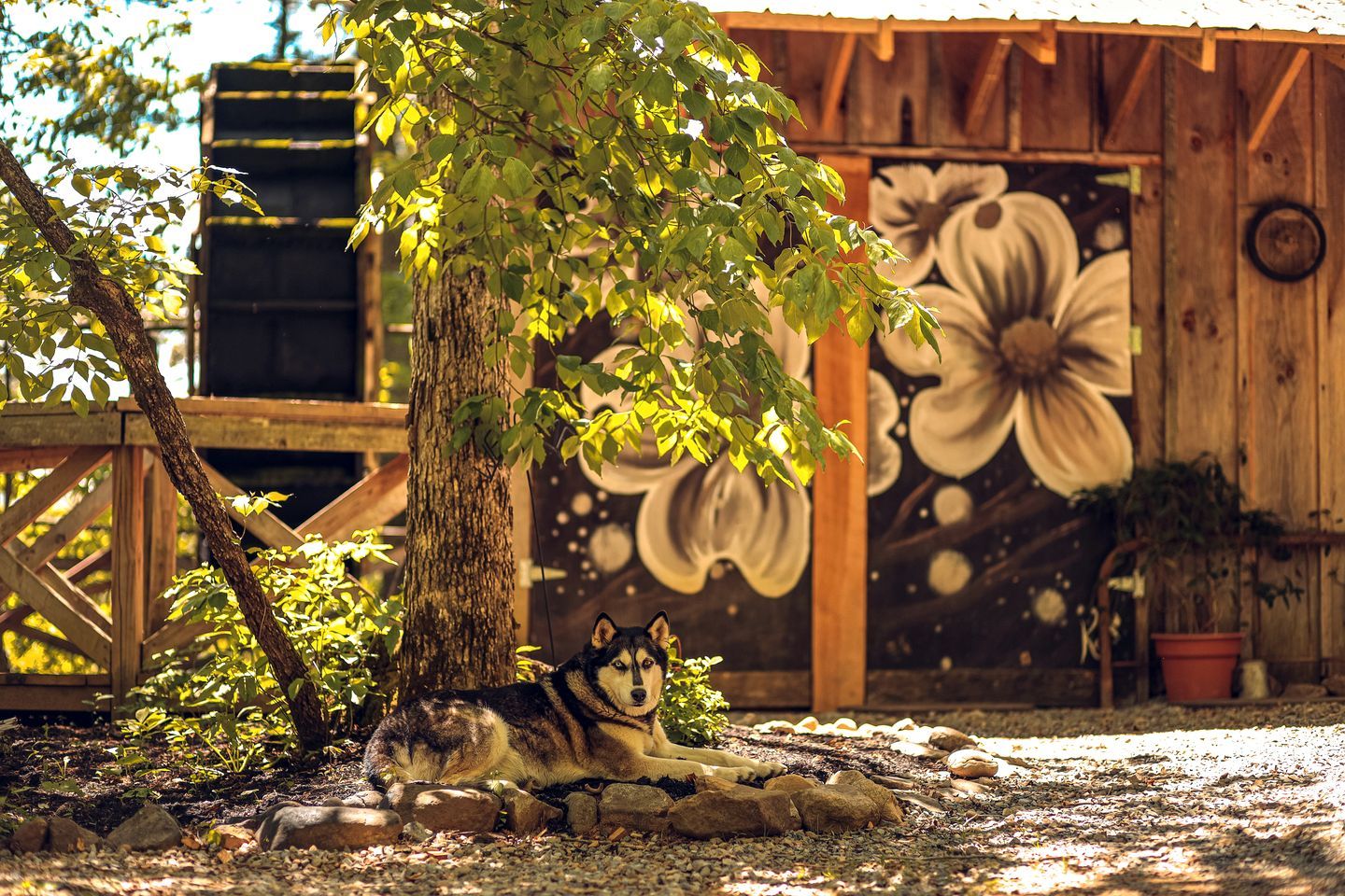 A dog resting under a tree in a rustic outdoor setting with a wooden structure and a mural in the background.