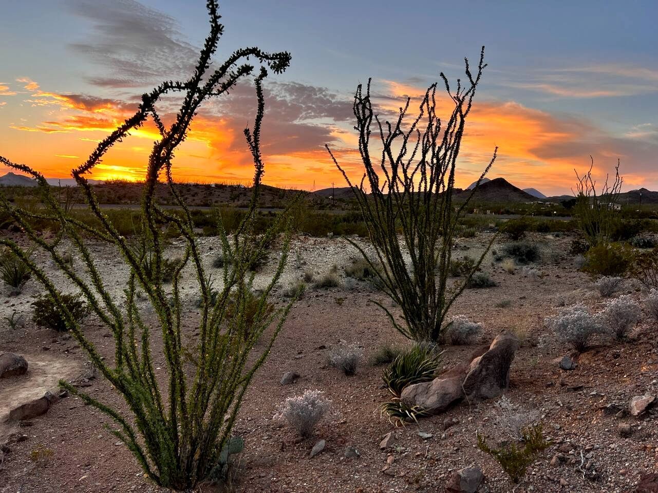 Paisaje desértico con vegetación escasa y una puesta de sol al fondo.