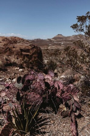 A desert landscape with a prominent cactus in the foreground and rocky terrain in the background.