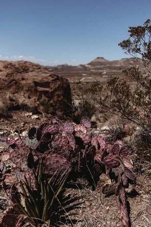 Un paysage désertique avec un grand cactus au premier plan et un terrain rocheux en arrière-plan.