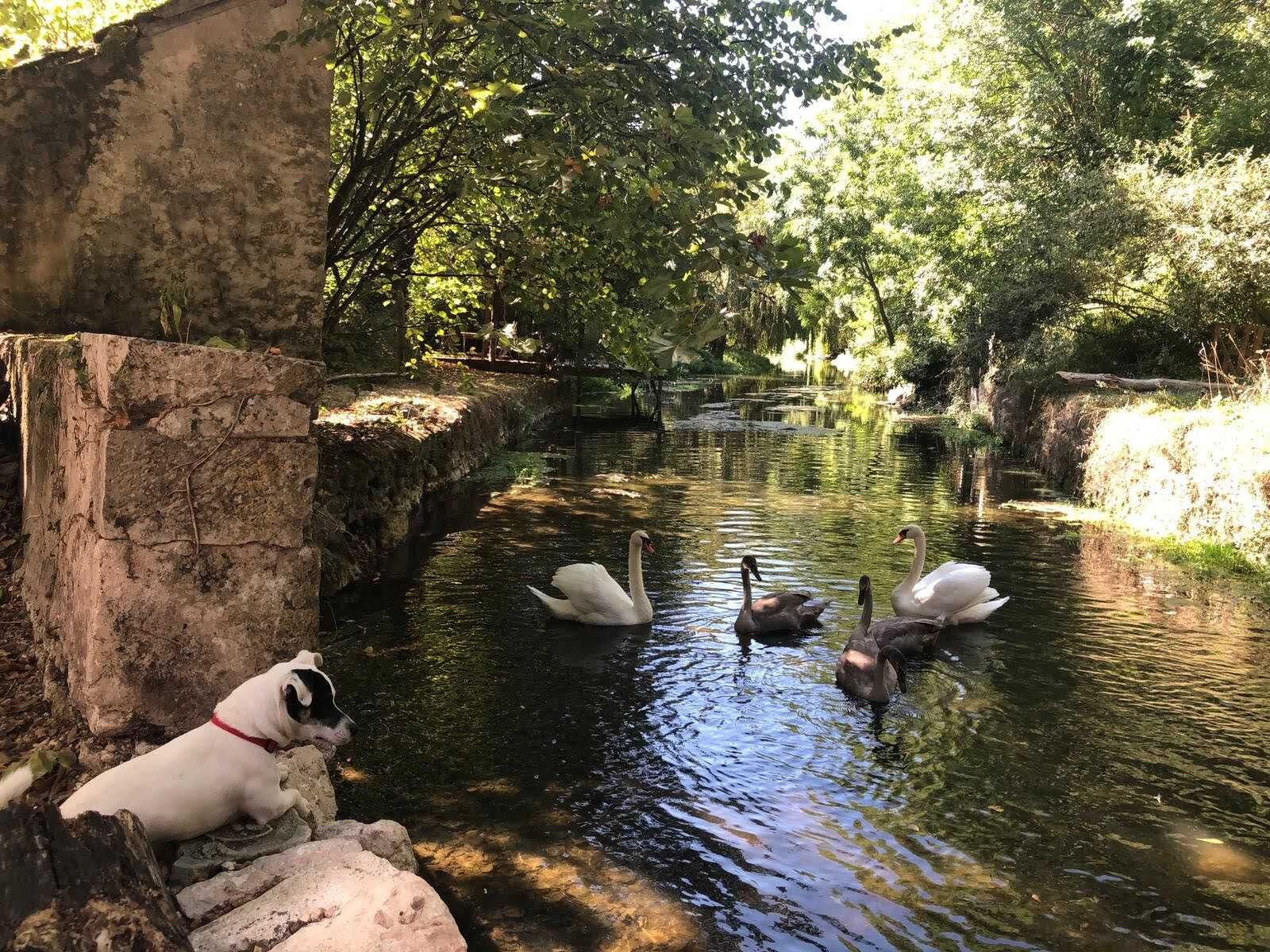 A serene pond with swans and a dog near a stone wall.