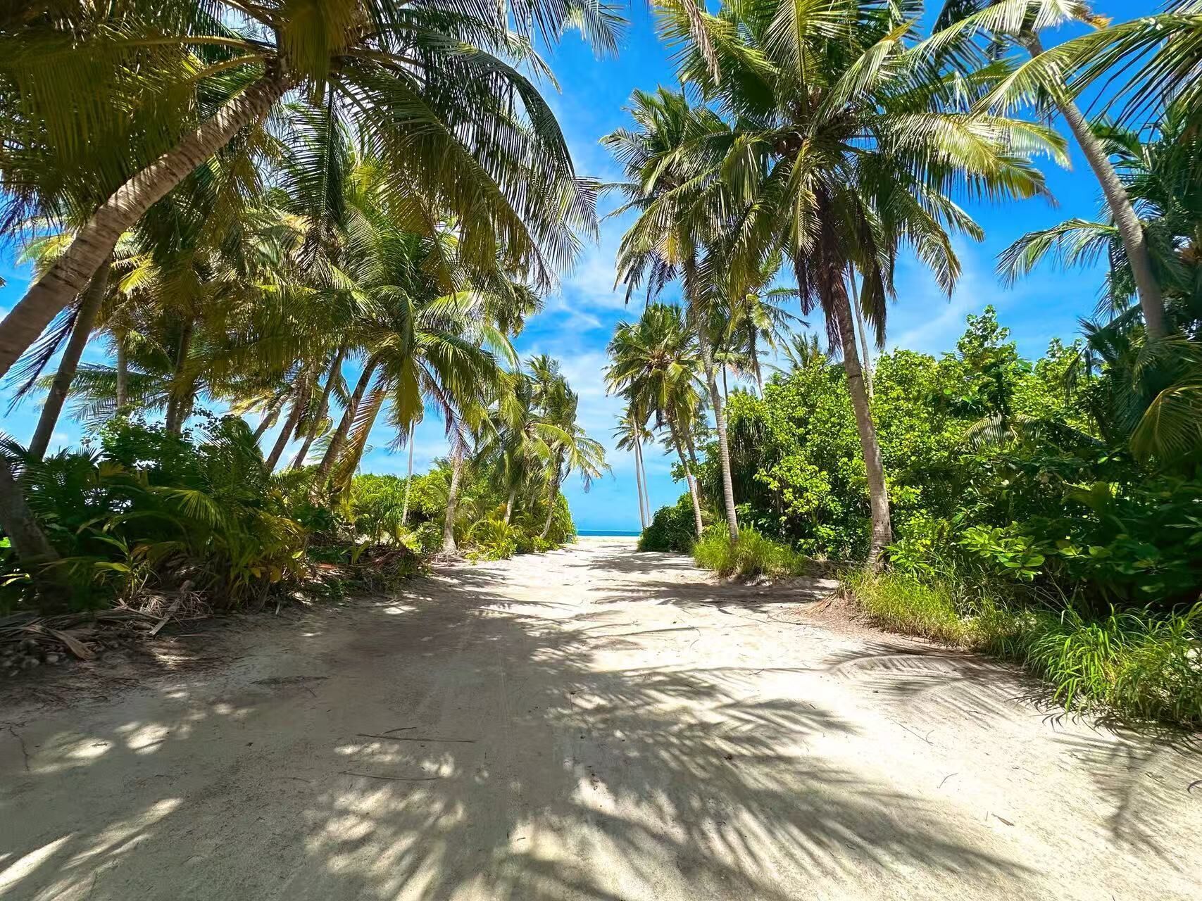 A sandy path flanked by tall palm trees leading to a beach.