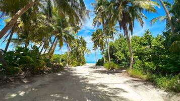 A sandy path flanked by tall palm trees leading to a beach.