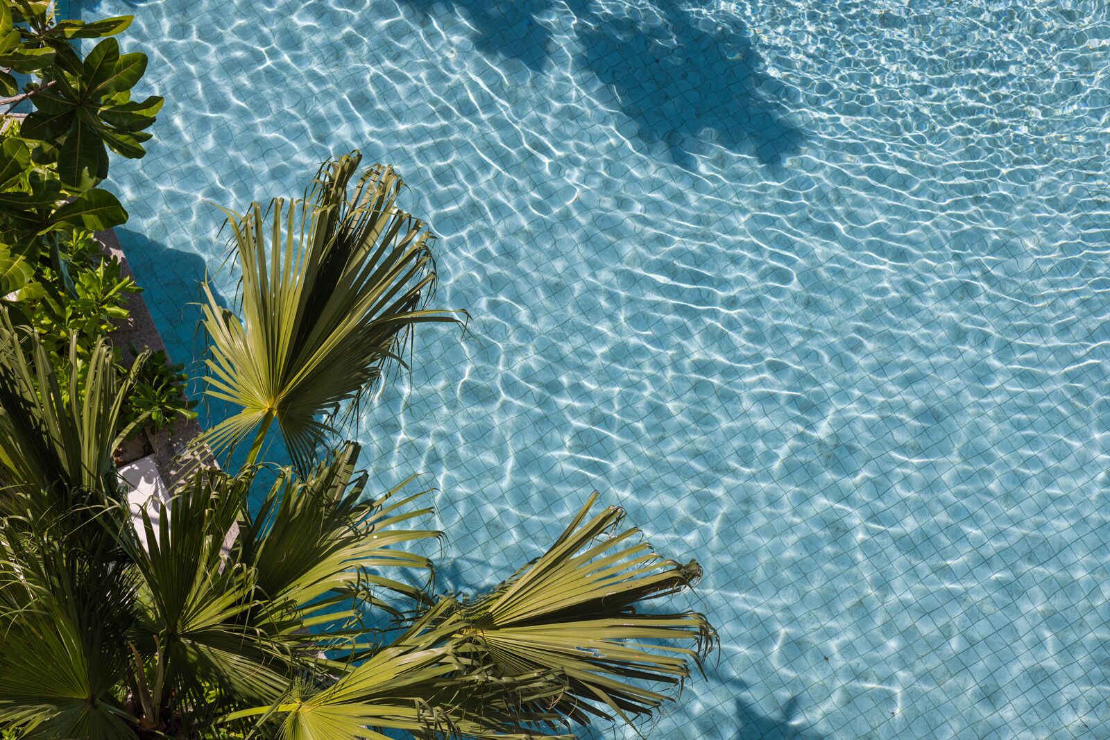 Una piscina trasparente con motivo a griglia, circondata da palme.
