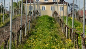 A building with a vineyard in front, surrounded by a fence.