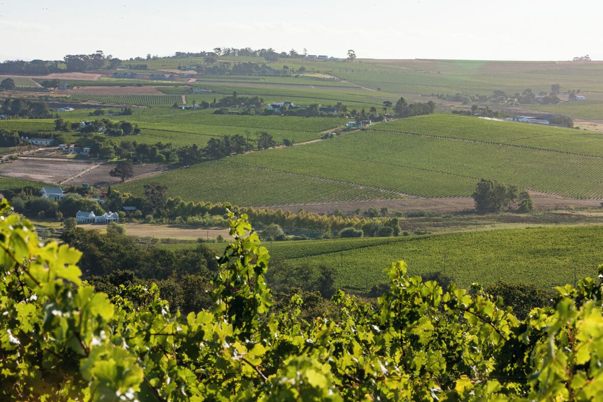 Paisaje de viñedo con hileras de vides y una casa grande al fondo.
