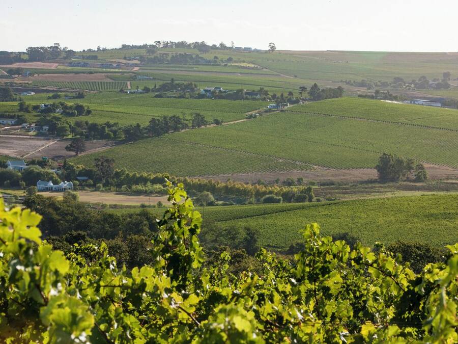 Paisaje de viñedo con hileras de vides y una casa grande al fondo.