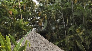 A thatched-roof hut with lounge chairs in front, surrounded by tropical foliage.