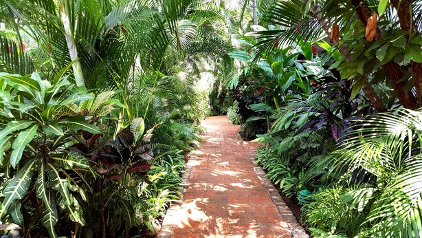 A brick pathway flanked by lush tropical foliage.