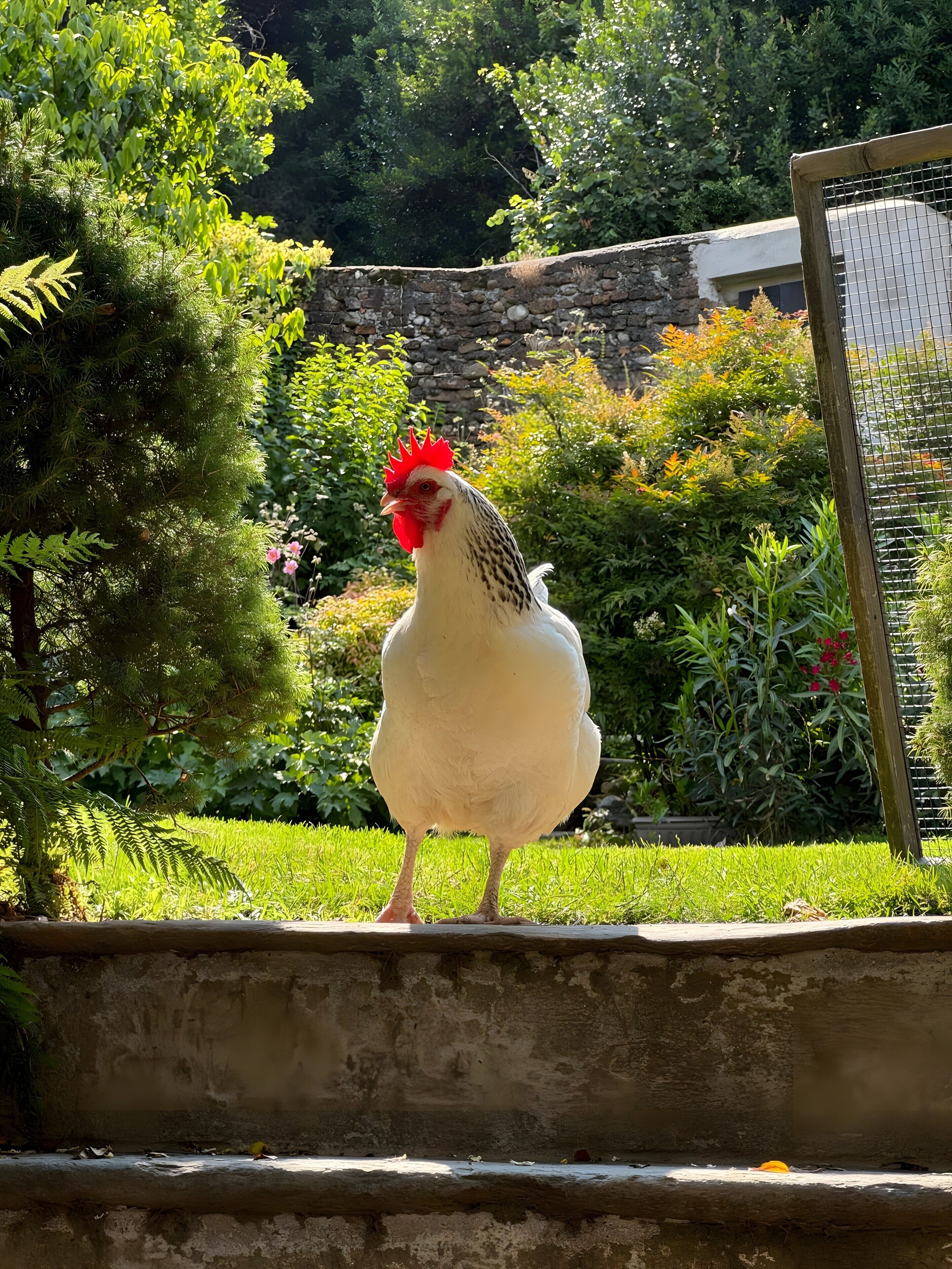 A chicken in a garden with greenery and a stone wall.