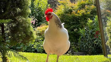 A chicken in a garden with greenery and a stone wall.