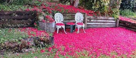 Un jardin avec un banc en bois et un arbre.