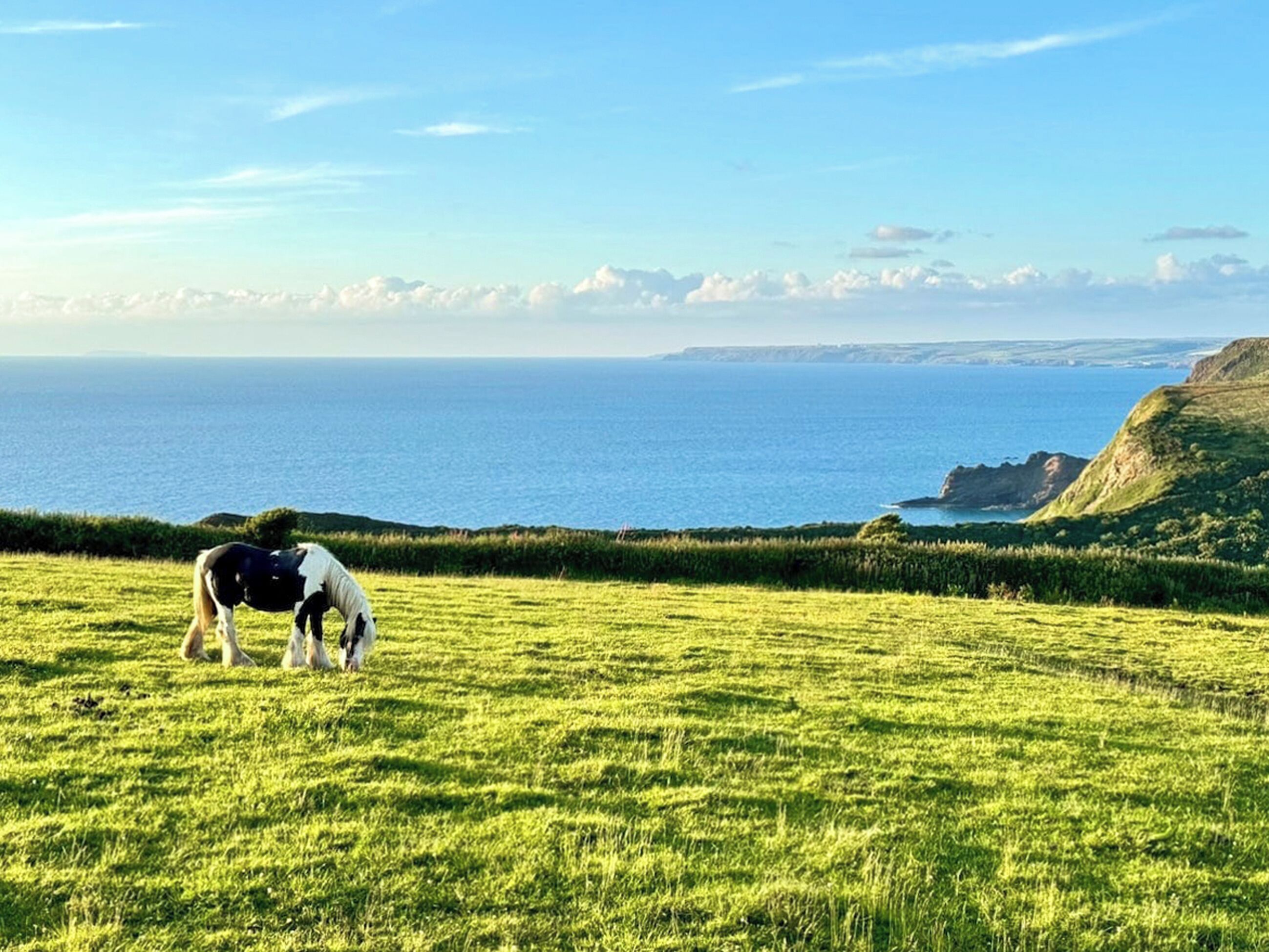 A horse grazing on a grassy field with a view of the ocean and cliffs in the background.