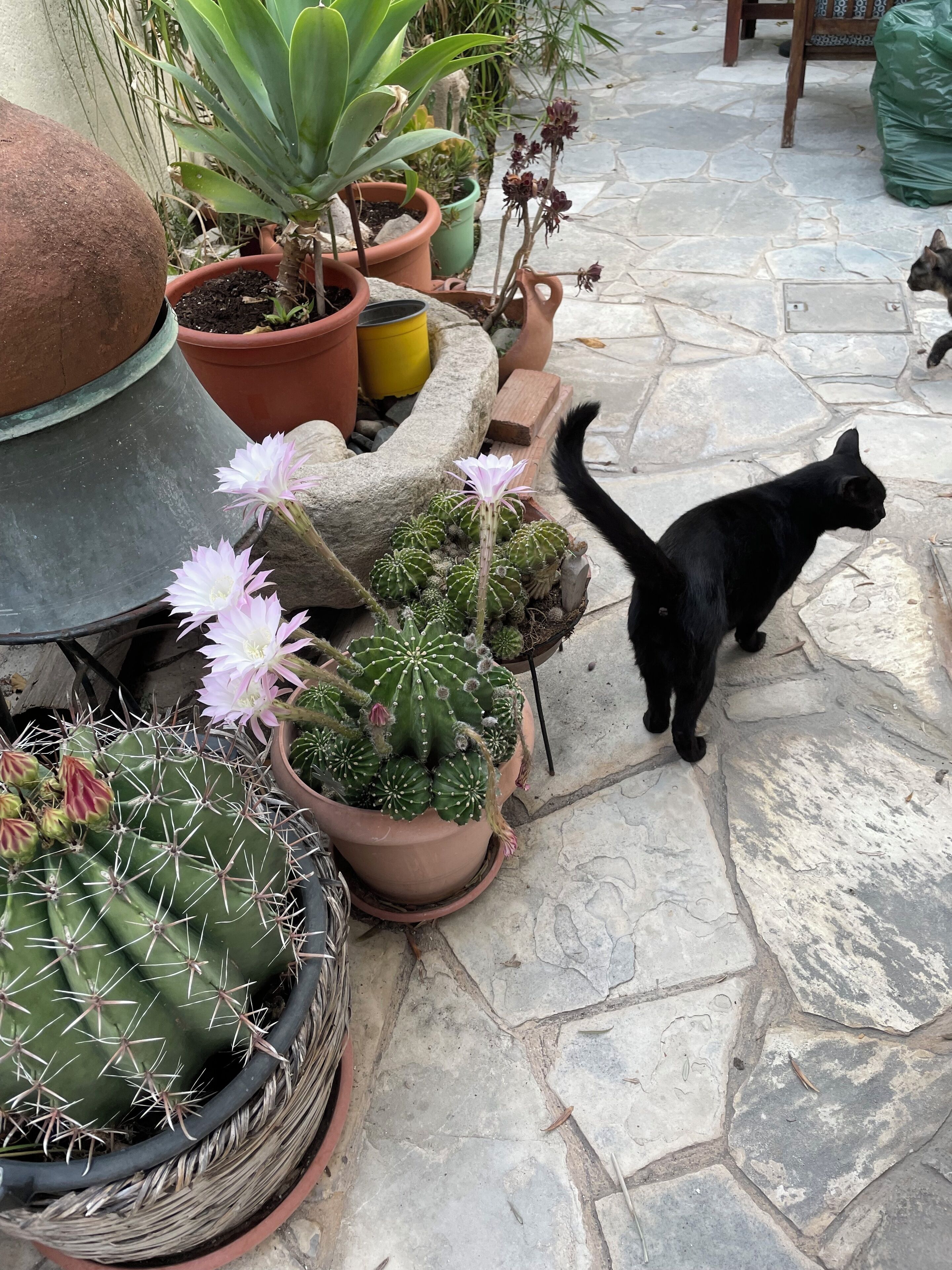 Eine schwarze Katze geht über einer Steinterrasse, umgeben von verschiedenen Blumentöpfen.