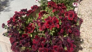 Un parterre fleuri, avec des fleurs rouge foncé et blanches, devant un bâtiment, et un bateau visible au loin.