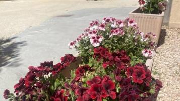 Jardín