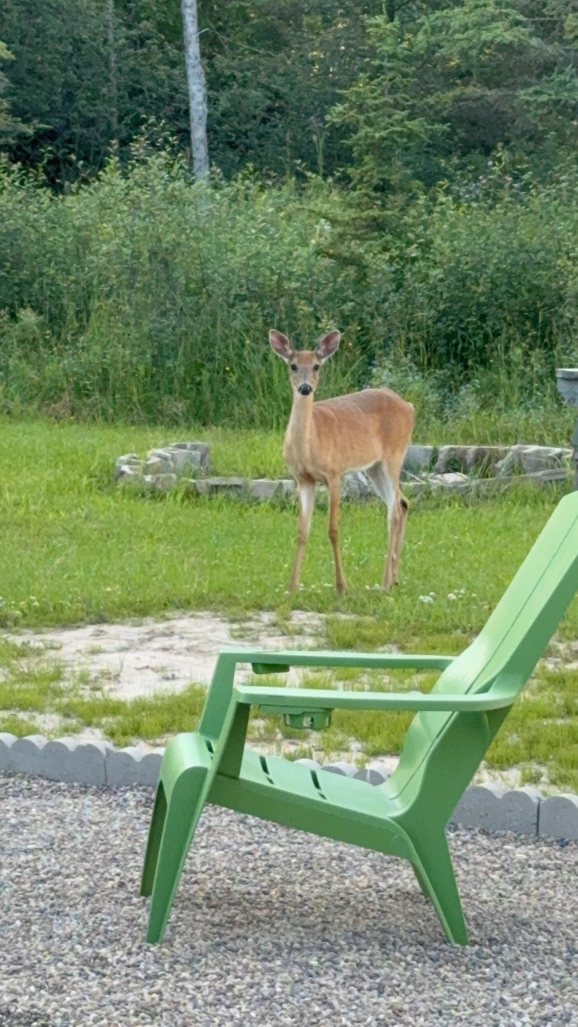 A deer standing in a grassy area with a green chair in the foreground.