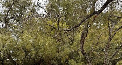 Tiny Tiger Shipping container with AC in charming Whitney
