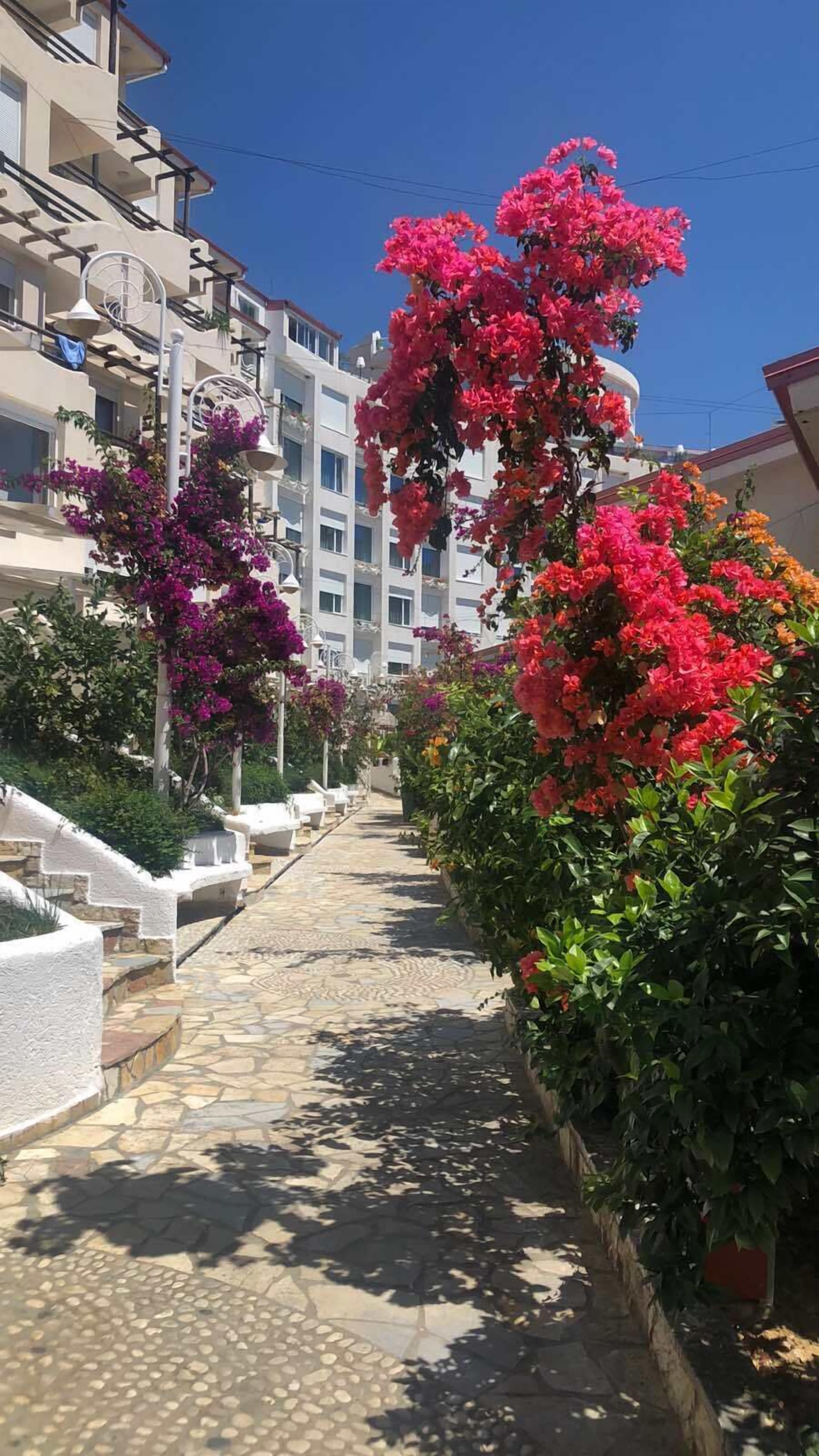 En stig kantad med bougainvilleablommor och vita byggnader i bakgrunden.