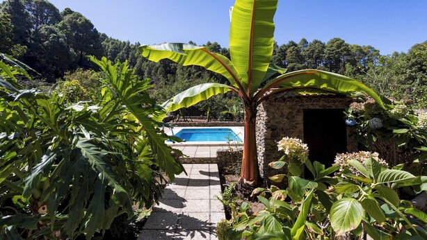 Une piscine entourée d’une végétation luxuriante, notamment de grands feuillages de bananiers et de diverses plantes.