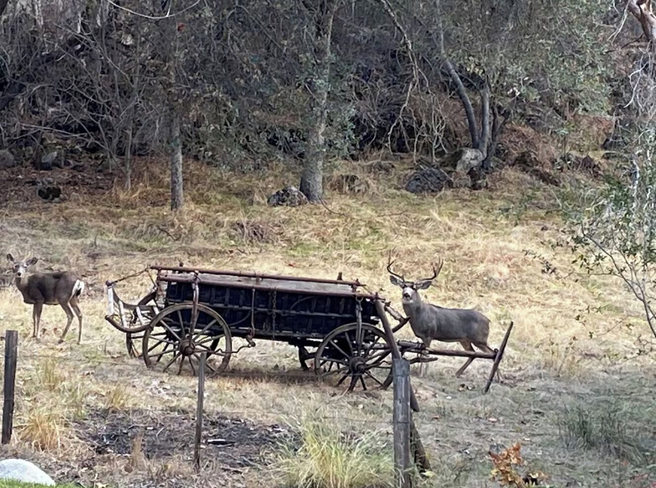 A rustic scene with a wooden cart pulled by two deer, surrounded by dry grass and sparse trees.