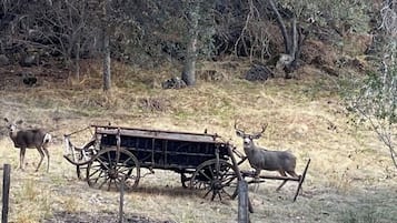 A rustic scene with a wooden cart pulled by two deer, surrounded by dry grass and sparse trees.