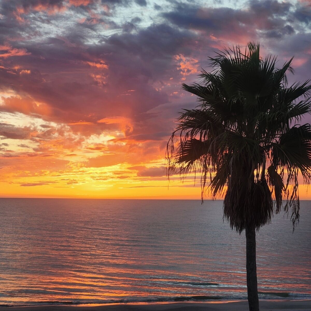A sunset over the ocean with a palm tree in the foreground.