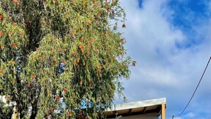 Une maison moderne avec un garage, une clôture en bois et un arbre aux fleurs rouges.