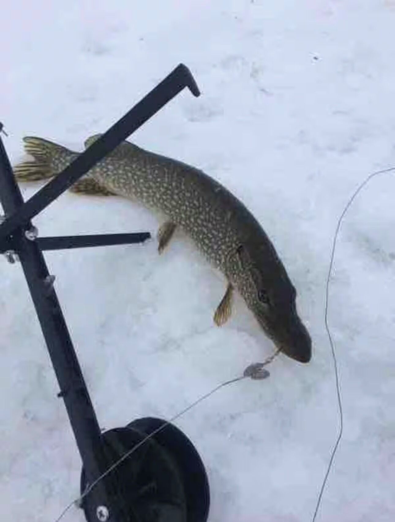 A fish on ice near a fishing rod.