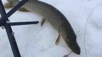 A fish on ice near a fishing rod.