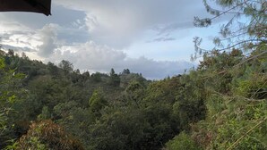 A lush, green forested area with a narrow path leading through it.