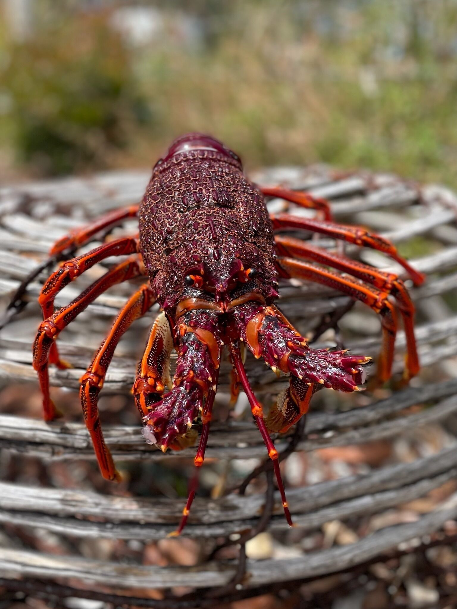A lobster on a wooden surface.