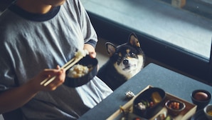 A person holding chopsticks over a bowl of food, with a dog sitting at a table with various dishes. - 1HOTEL (Shizuoka)