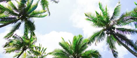 A view of palm trees against a clear sky.
